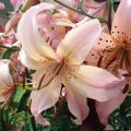 Lilium Pink Flavour - Aziatische Lelie