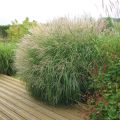 Miscanthus sinensis Adagio - Prachtriet