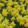 Narcissus Dick Wilden - Dubbele narcis