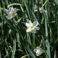 Narcissus Ségovia - Dwergnarcis