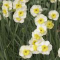 Narcissus Sun Disc - Jonquilla-narcis