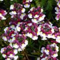 Nemesia Sunpeddle Painted Rose - Elfenspiegel