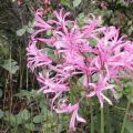 Nerine bowdenii Pink Triumph bol - Kliplelie