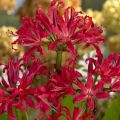 Nerine elegance Pearls of Cherry - Kliplelie