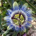 Passiflora caerulea - Blauwe passiebloem