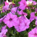 Petunia Supertunia Vista Bubblegum - Hangpetunia
