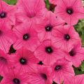 Petunia Supertunia Vista Fuchsia - Hangpetunia