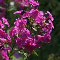 Phlox paniculata Edens Glow - Vlambloem