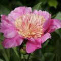Paeonia lactiflora Doreen - Pioenroos