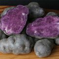 Aardappel Vitelotte