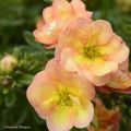 Potentilla fruticosa Double Punch Peach - Struikganzerik