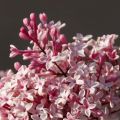 Syringa microphylla Superba - Dwergsering