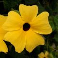 Thunbergia alata - Suzanne-met-de-mooie-ogen
