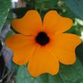 Thunbergia alata Oranje - Suzanne-met-de-mooie-ogen