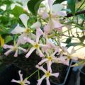 Trachelospermum asiaticum Pink Showers - Japanse sterjasmijn