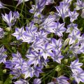 Triteleia Rudy - Brodiaea