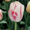 Tulipa Sorbet - Enkele late tulp