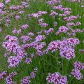Verbena bonariensis - Reuzenverbena