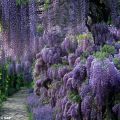 Wisteria sinensis - Blauweregen