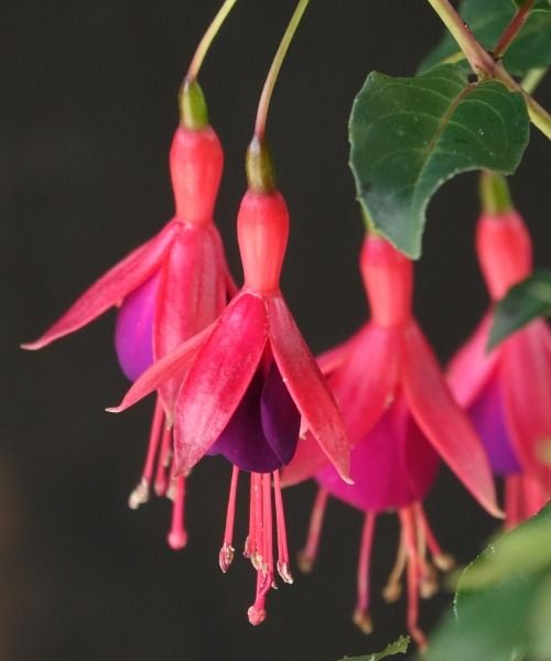 De mooiste planten van dit moment!