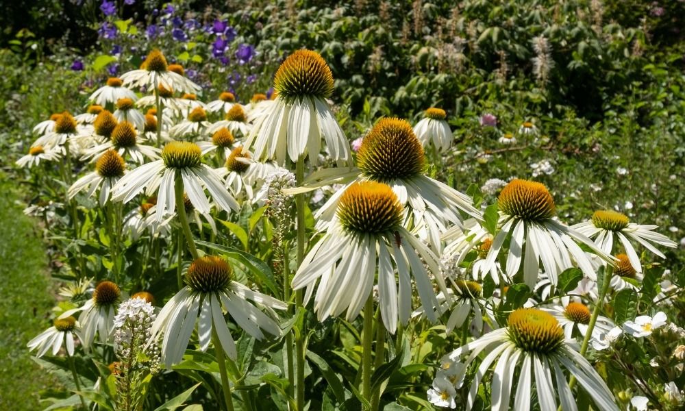 Ontdek de beste droogtebestendige planten!