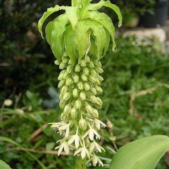 Eucomis bicolor Alba - Kuiflelie