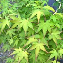 Erable du Japon ou Acer palmatum Aureum