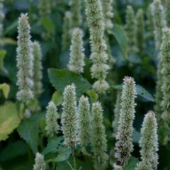 Agastache rugosa Alabaster - Koreaanse munt