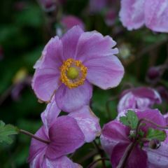 Anemone Rosenschale - Herfstanemoon