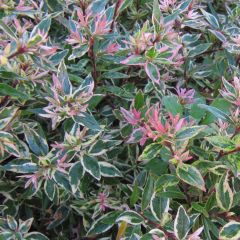 Glanzende abelia Confetti