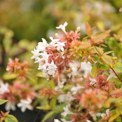 Glanzende abelia Kaleidoscope