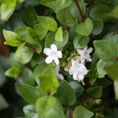 Glanzende abelia - Abelia grandiflora
