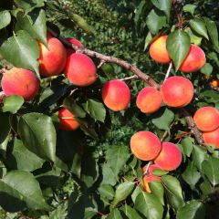 Abrikozenboom Orange Summer