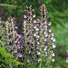 Acanthus mollis - Berenklauw