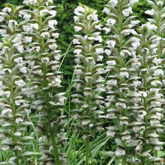 Acanthus mollis Rue Ledan - Berenklauw