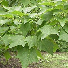 Acer capillipes - Slangenhuidesdoorn
