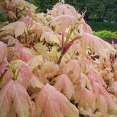 Acer pseudoplatanus Brilliantissimum - Bonte bolesdoorn
