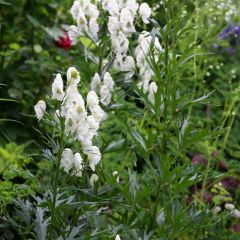 Aconitum napellus Schneewittchen - Blauwe monnikskap