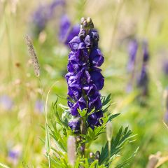 Aconitum napellus Rubellum - Blauwe monnikskap