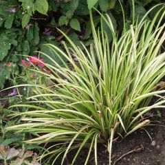 Acorus gramineus Licorice - Dwergkalmoes