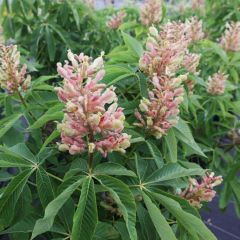 Aesculus mutabilis Induta - Paardenkastanje