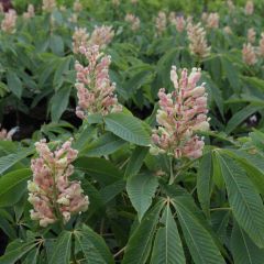 Aesculus neglecta Autumn Fire - Paardenkastanje