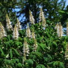 Aesculus parviflora - Herfstpaardenkastanje