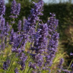Agastache Serpentine - Dropplant