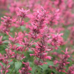 Agastache mexicana Red Fortune - Dropplant
