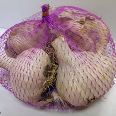 Knoflook Messidrome (pootgoed)