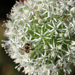 Allium Mount Everest - Sierui