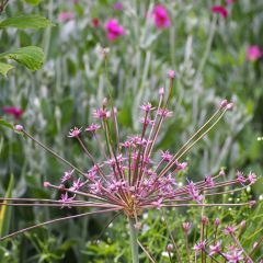 Allium schubertii - Sierui