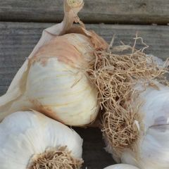 Knoflook Arno