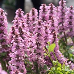 Ajuga reptans Purple Torch - Kruipend zenegroen